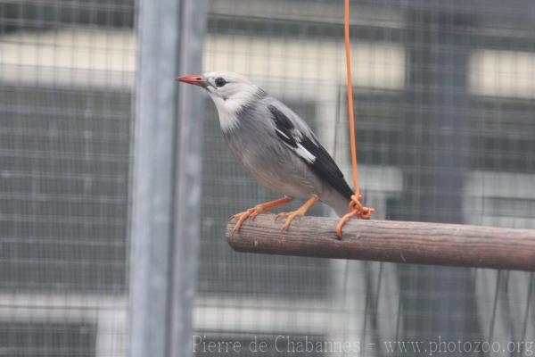 Red-billed starling