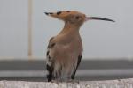 African hoopoe