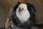 Geoffroy's tufted-ear marmoset