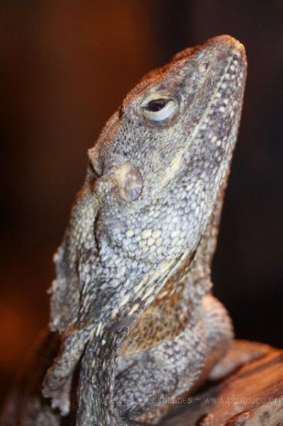 Frilled Lizard