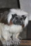 Cotton-top tamarin