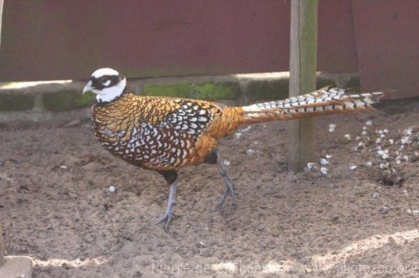 Reeve's pheasant