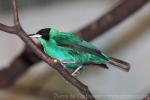 Green honeycreeper