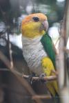 White-bellied caique