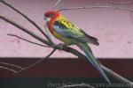 Eastern rosella