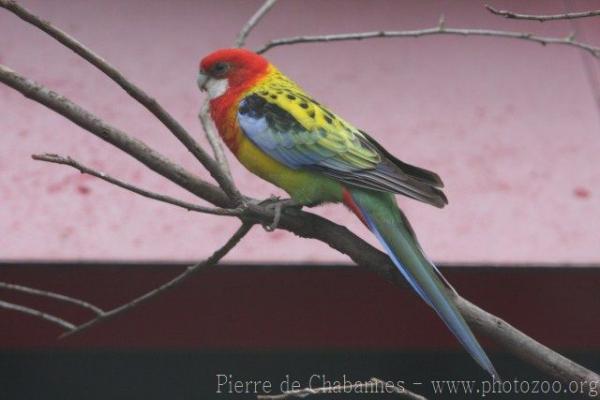 Eastern rosella