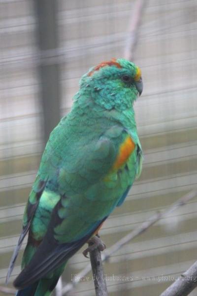 Mulga parrot *