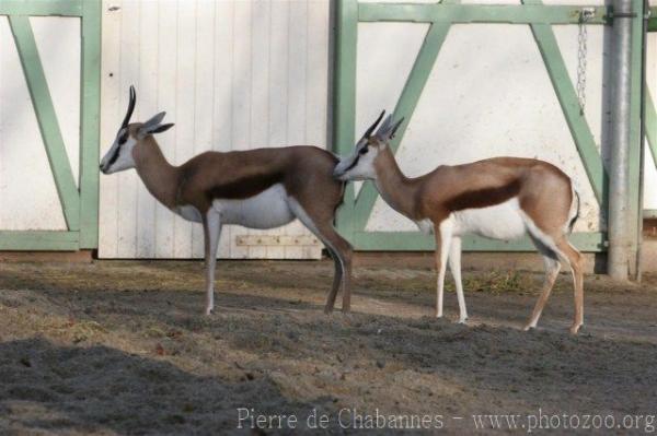 Springbok