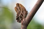 Pale giant owl