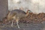 Southern cassowary