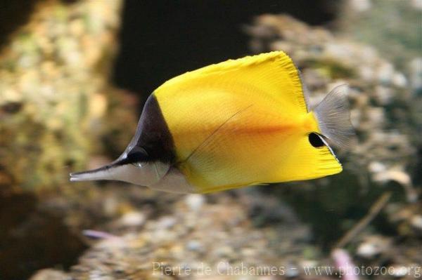 Yellow longnose butterflyfish