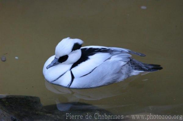 Smew