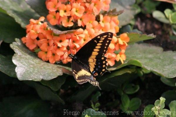 Eastern black swallowtail