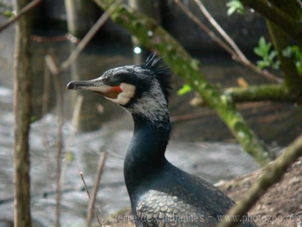 Great cormorant