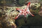 Red-knobbed starfish