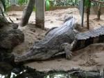 Malayan gharial