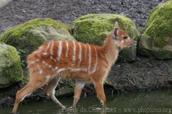 Western sitatunga