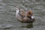 American Wigeon