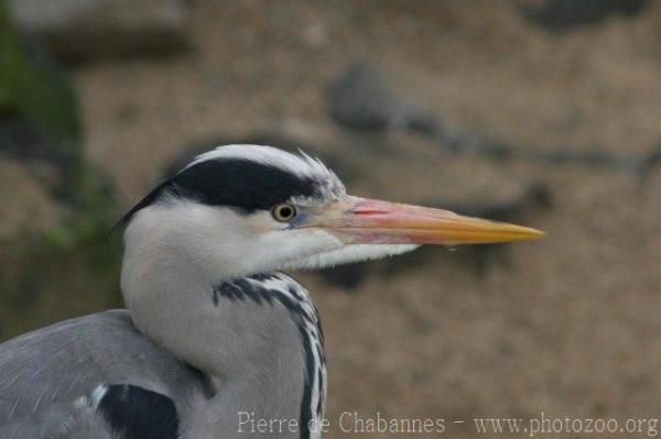 European grey heron