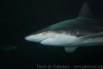 Blacktip shark