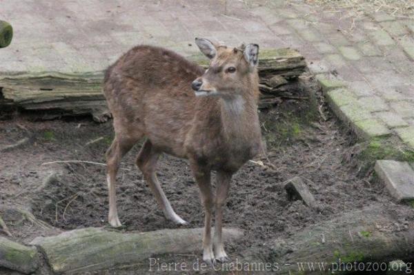 Vietnamese sika deer