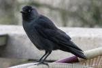 Western jackdaw