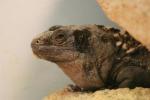 Roatan spiny-tailed iguana *