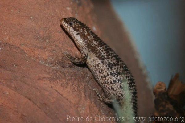 Pygmy spiny-tailed skink