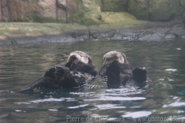 Sea otter *