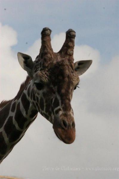 Reticulated giraffe