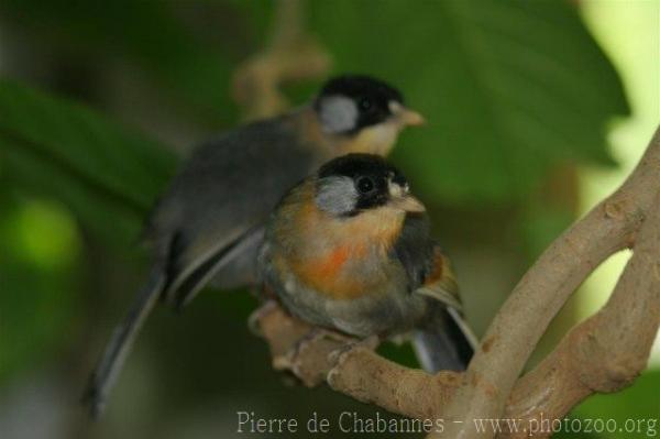 Silver-eared mesia