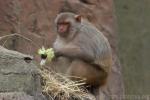 Japanese macaque