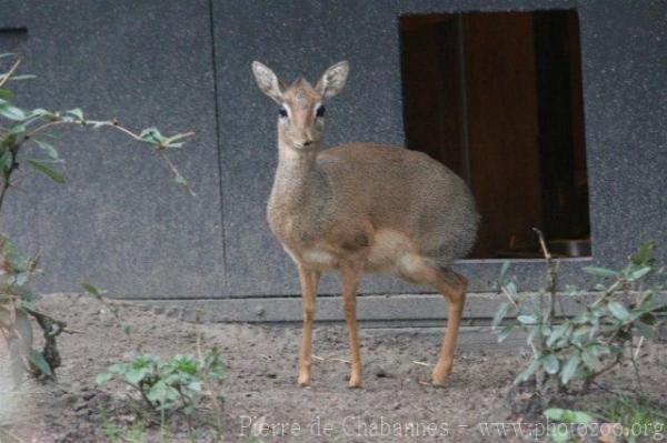 Cavendish's dik-dik *