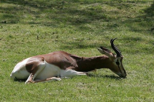 Mhorr gazelle