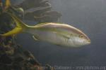 Yellowtail snapper