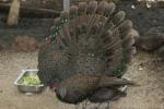 Germain's peacock-pheasant