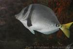 Yellowtail surgeonfish *