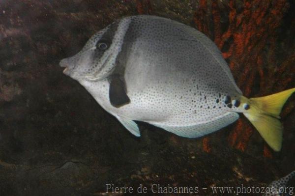 Yellowtail surgeonfish *