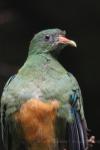 Orange-bellied fruit dove