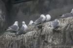 Black-legged kittiwake