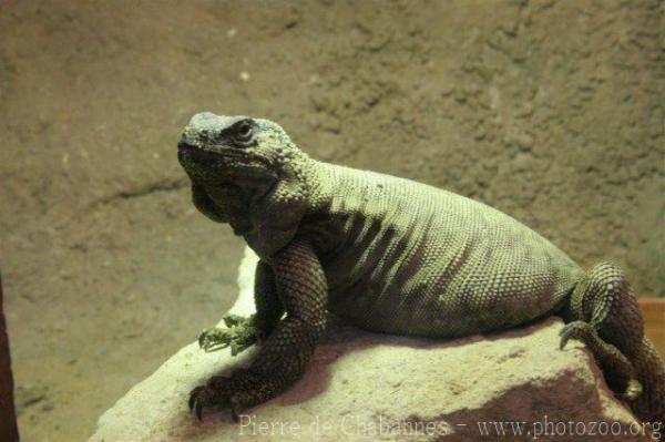 Angel Island chuckwalla *