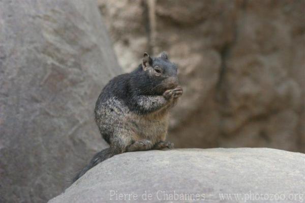 Rock squirrel