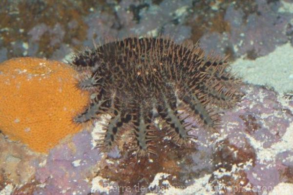 Crown of thorns starfish