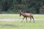 Red hartebeest *