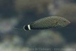 Lined wrasse