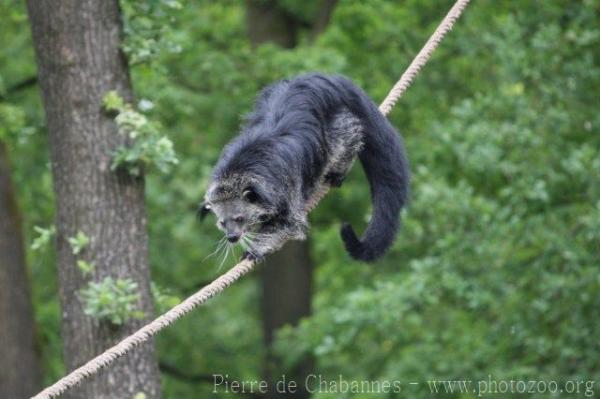 Common binturong