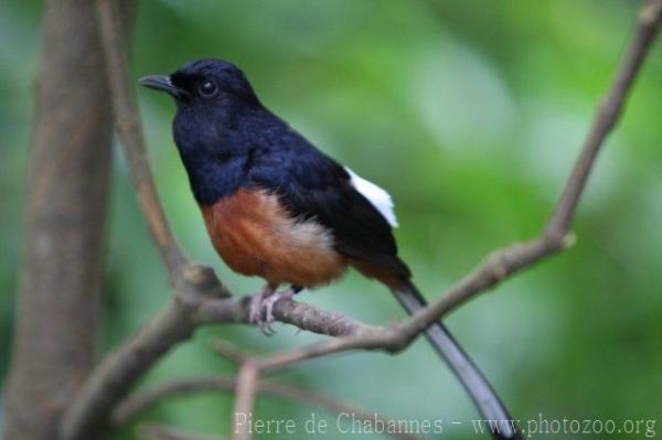 White-rumped shama