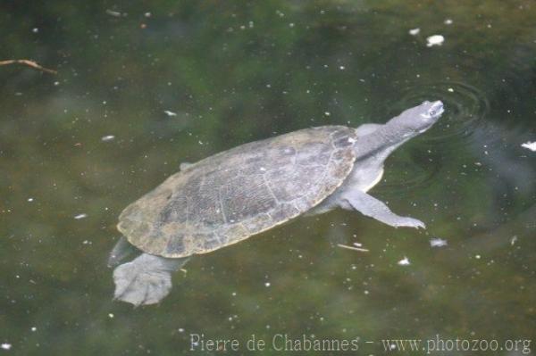 New Guinea snapping turtle