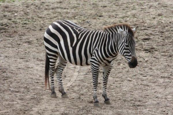 Grant's zebra