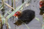 Eurasian coot